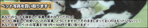 ペット写真を買い取ります！