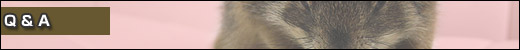 Q&A