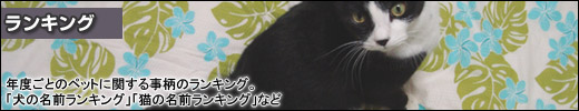 ランキング